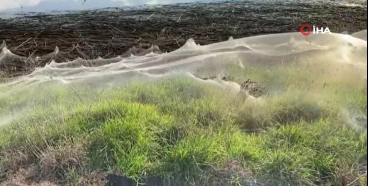 Flood waters receded in Australia, spider webs appeared #1