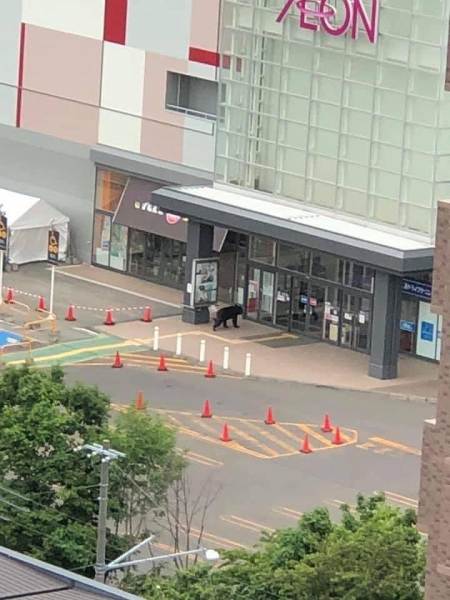 Bear descending to the city center in Japan attacked citizens #2