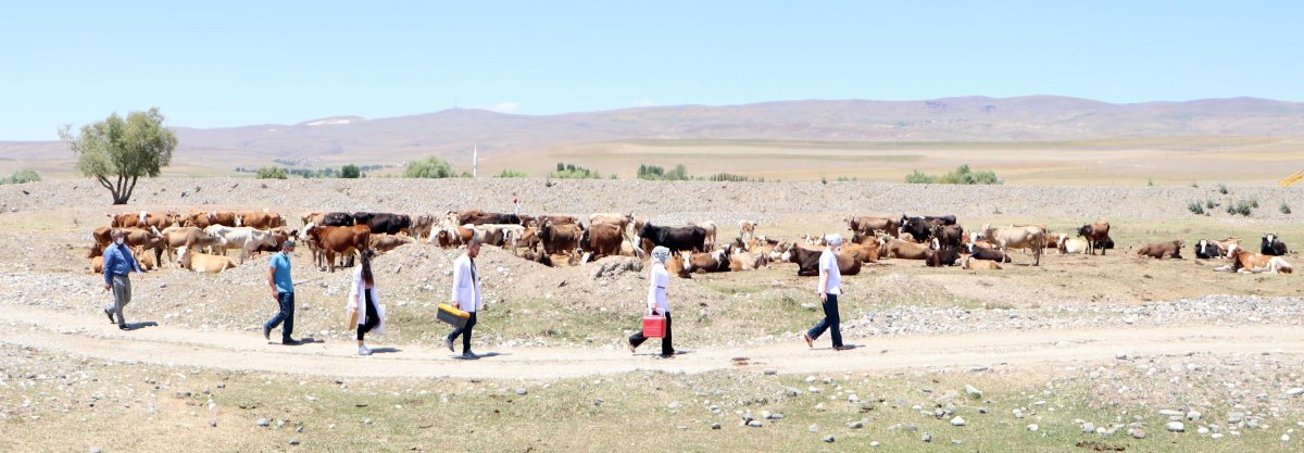 Erzurum da aşı timleri, çobanlara aşı yapmak için dağları aştı  #10