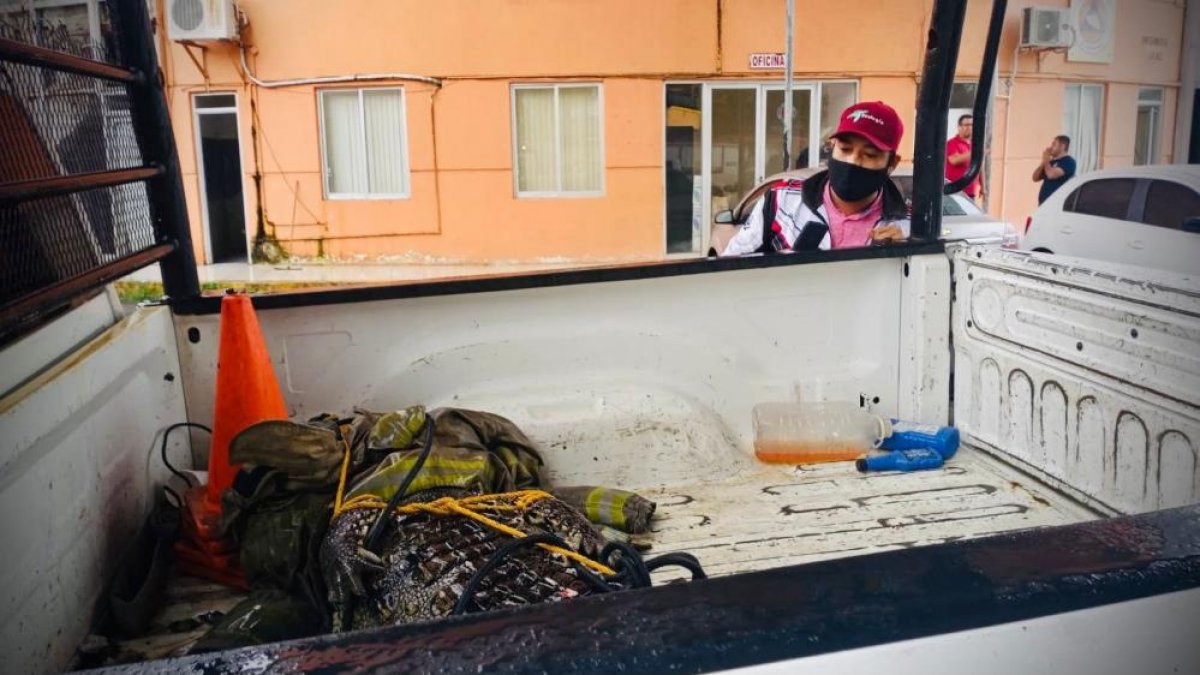Meksika da başıboş gezen timsah panik yarattı #3