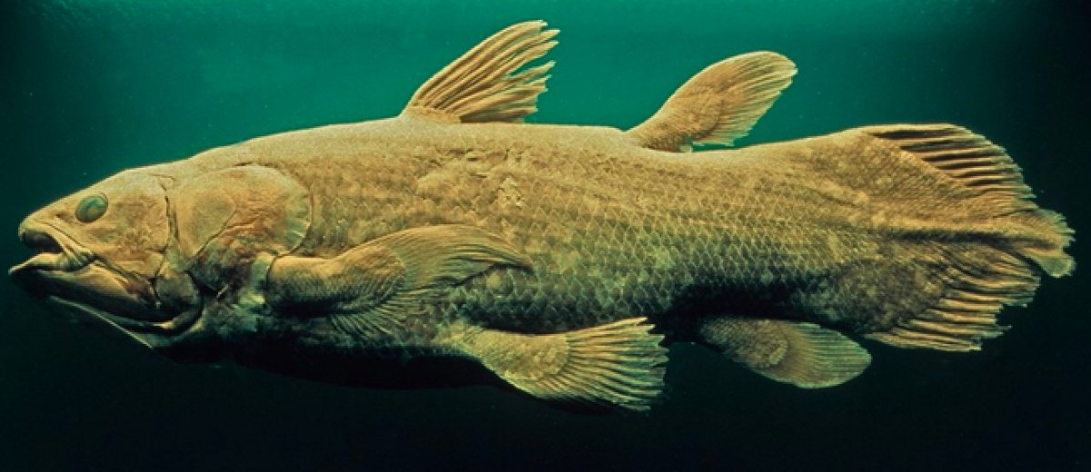 Yaşayan fosil lakaplı balık 100 yıl yaşıyor, hamileliği 5 yıl sürüyor #1