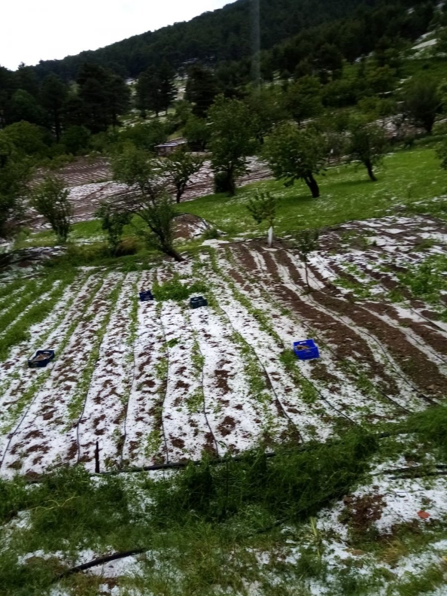 Bursa’da dolu yağışı mahsullere zarar verdi #7
