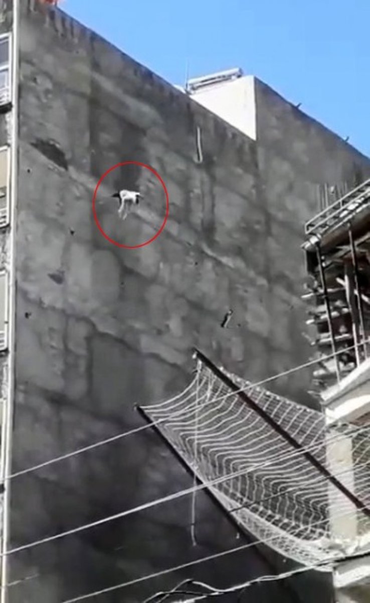 Şanlıurfa’da, çatı katında mahsur kalan köpek 7 nci kattan atladı  #3
