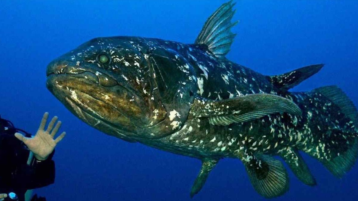 Fish that can live up to 100 years: Coelacanth #1