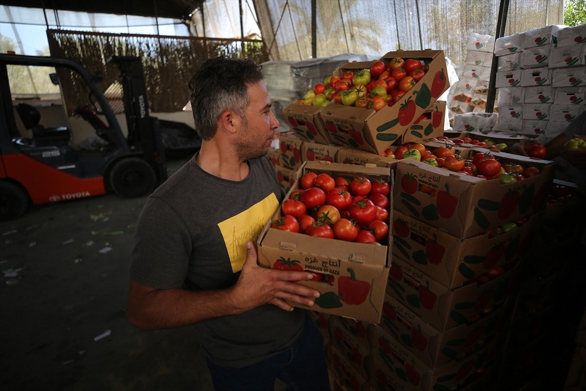 Stemless tomato pressure from Israel to Gaza farmers and traders #9