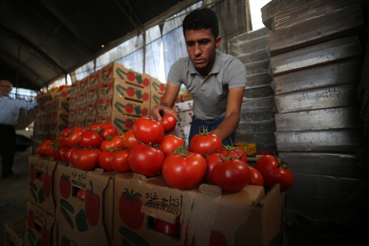 Stemless tomato pressure from Israel to Gaza farmers and traders #6