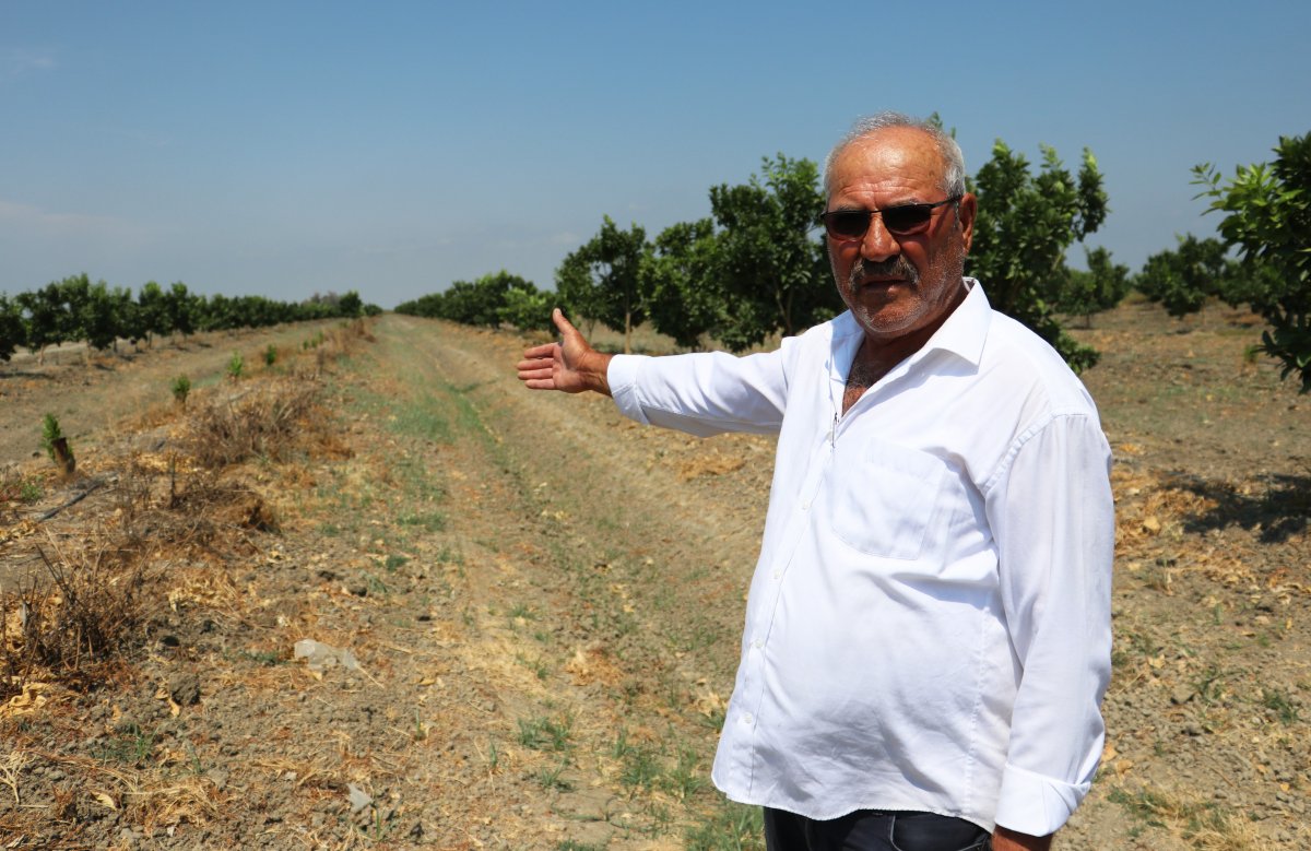 Adana da 108 portakal ağacı baltayla kesildi #7