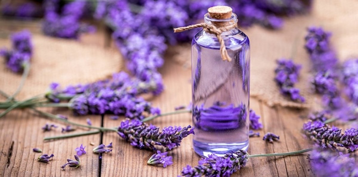 It is sold for 800 lira per liter: Benefits of lavender oil #2