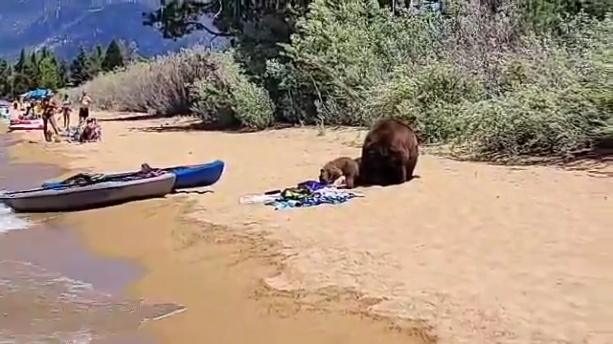 Bears have landed on the beach in the USA #2