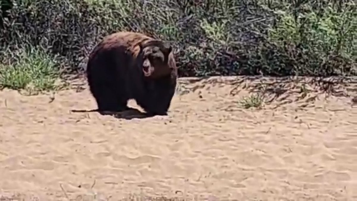 Bears have landed on the beach in the USA #4