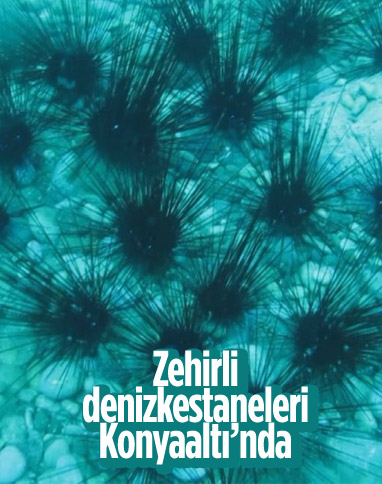Antalya'da zehirli denizkestaneleri kolonisi görüntülendi