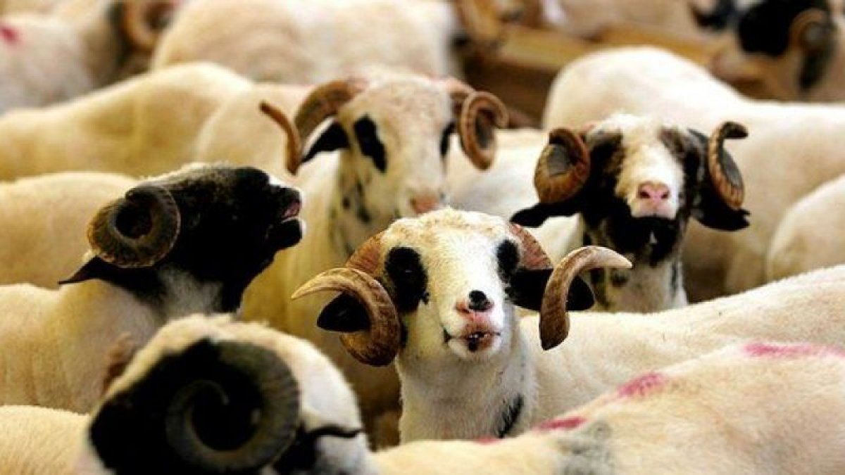 Kurbanlık fiyatları 2021 Dana, koç, koyun, manda, keçi ortalama ne kadar?