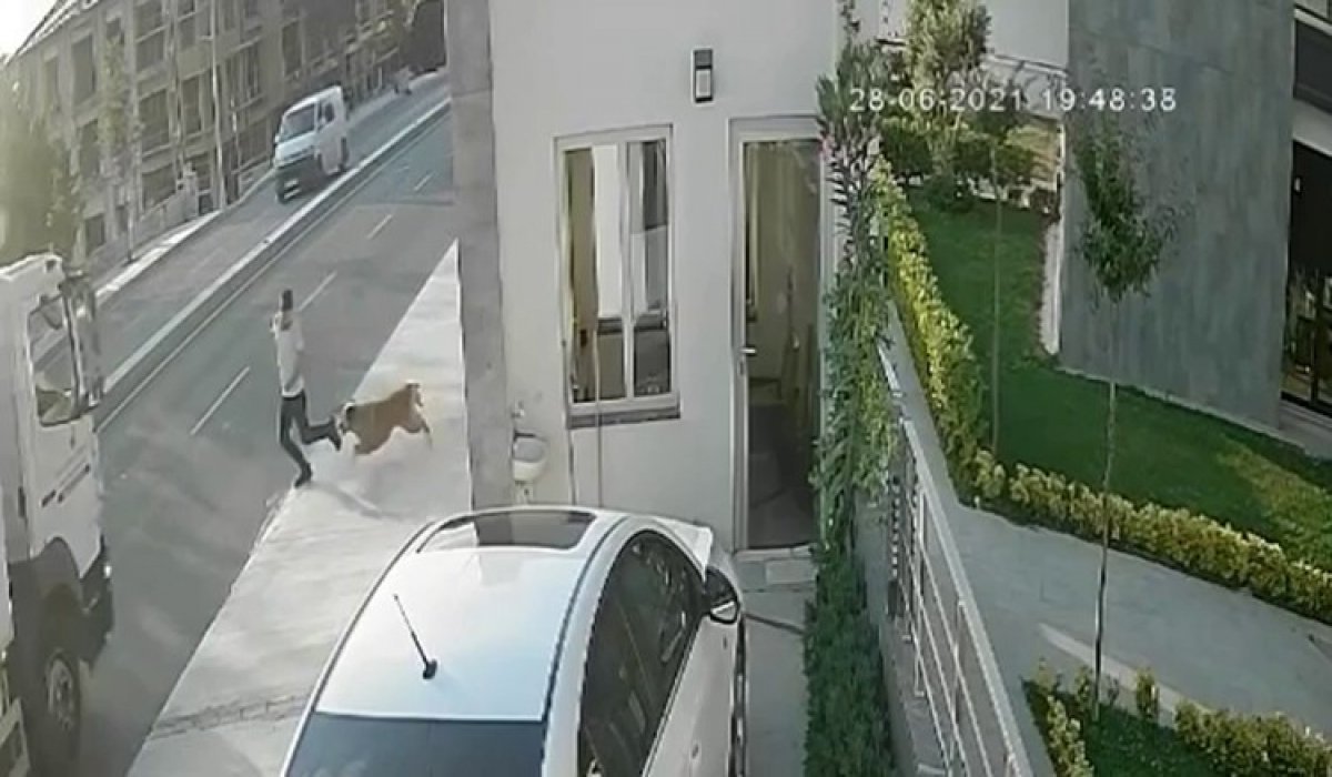 İstanbul da köpekten kaçarken kamyon çarpan genç hayatını kaybetti #2