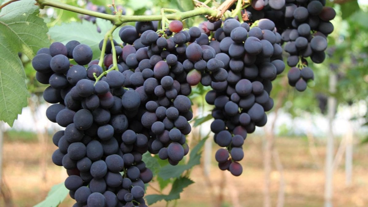 10 amazing benefits of grapes #1