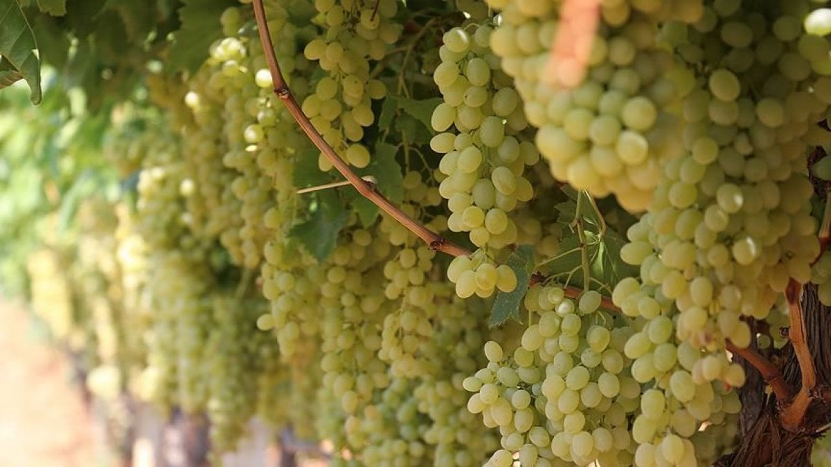 10 amazing benefits of grapes #2
