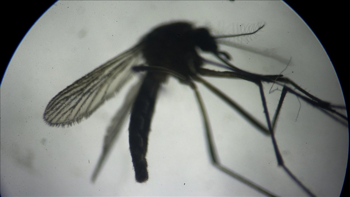 Asian Tiger Mosquito can bite through clothing #1