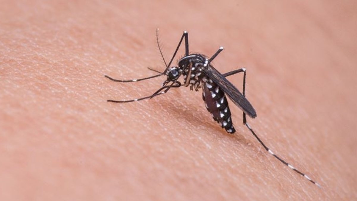 Asian Tiger Mosquito can bite through clothing Kimdeyir