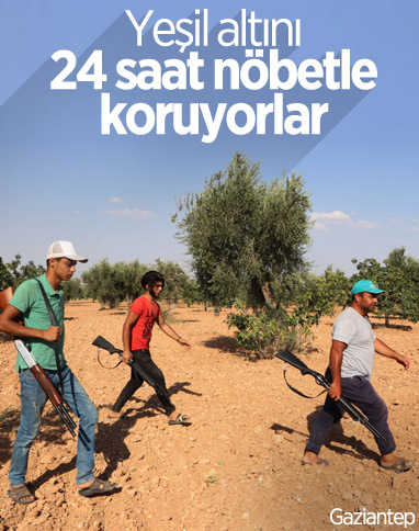 Gaziantep'te bekçiler, silahla Antep fıstığı nöbeti tutuyor
