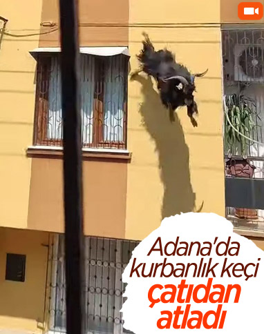 Adana'daki kurbanlık keçi, çatıdan atladı