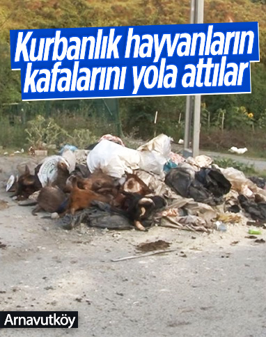 Arnavutköy'de kurbanlık hayvanların kafalarını yola attılar