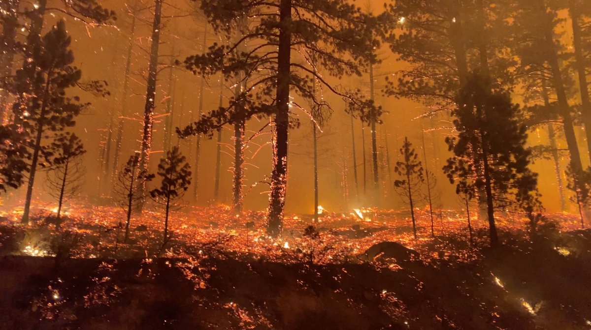 Kaliforniya da itfaiyecilerin orman yangınıyla zorlu mücadelesi #5