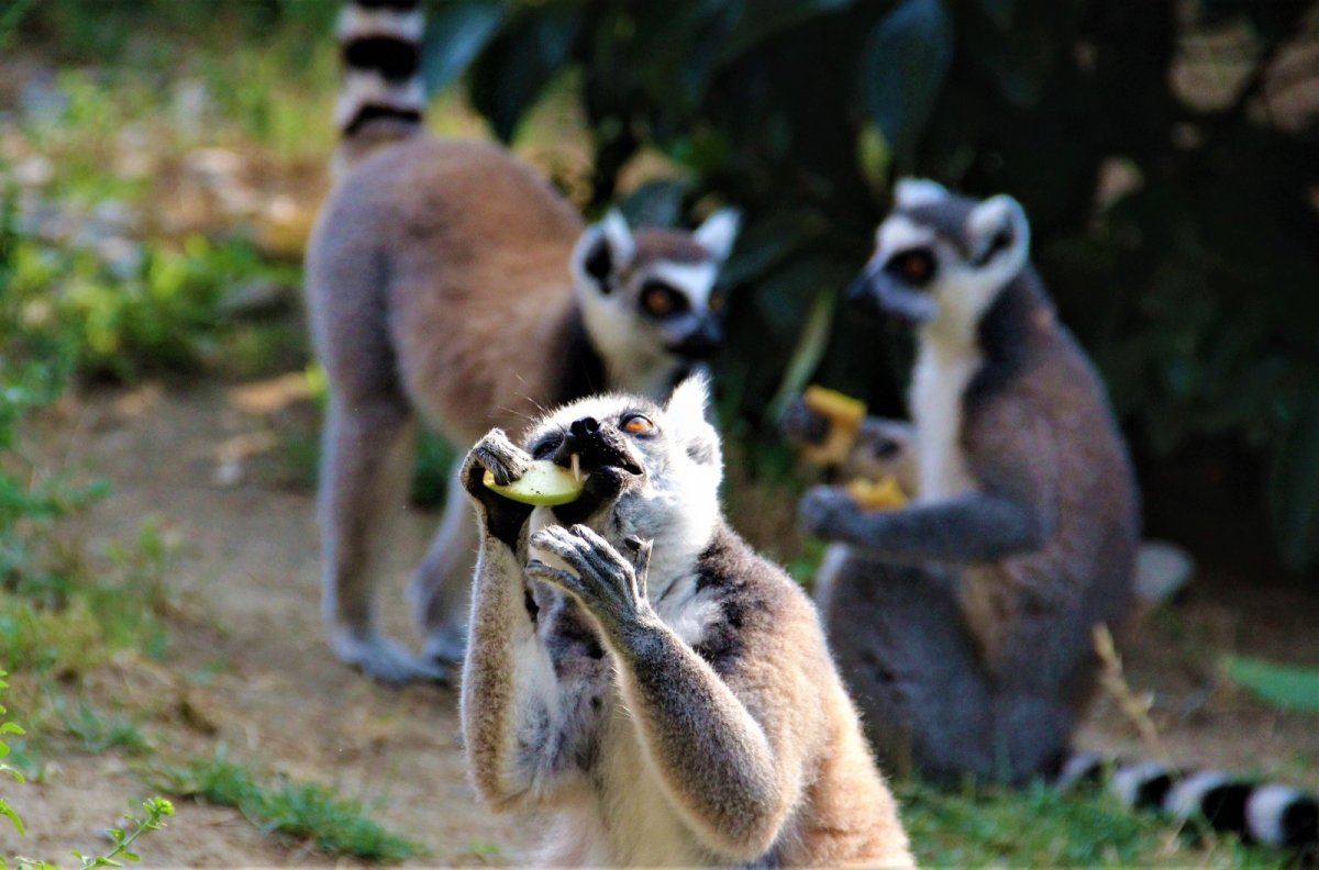 lemur 3616