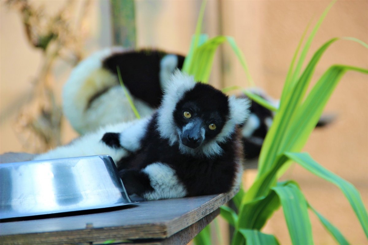 lemur 4490