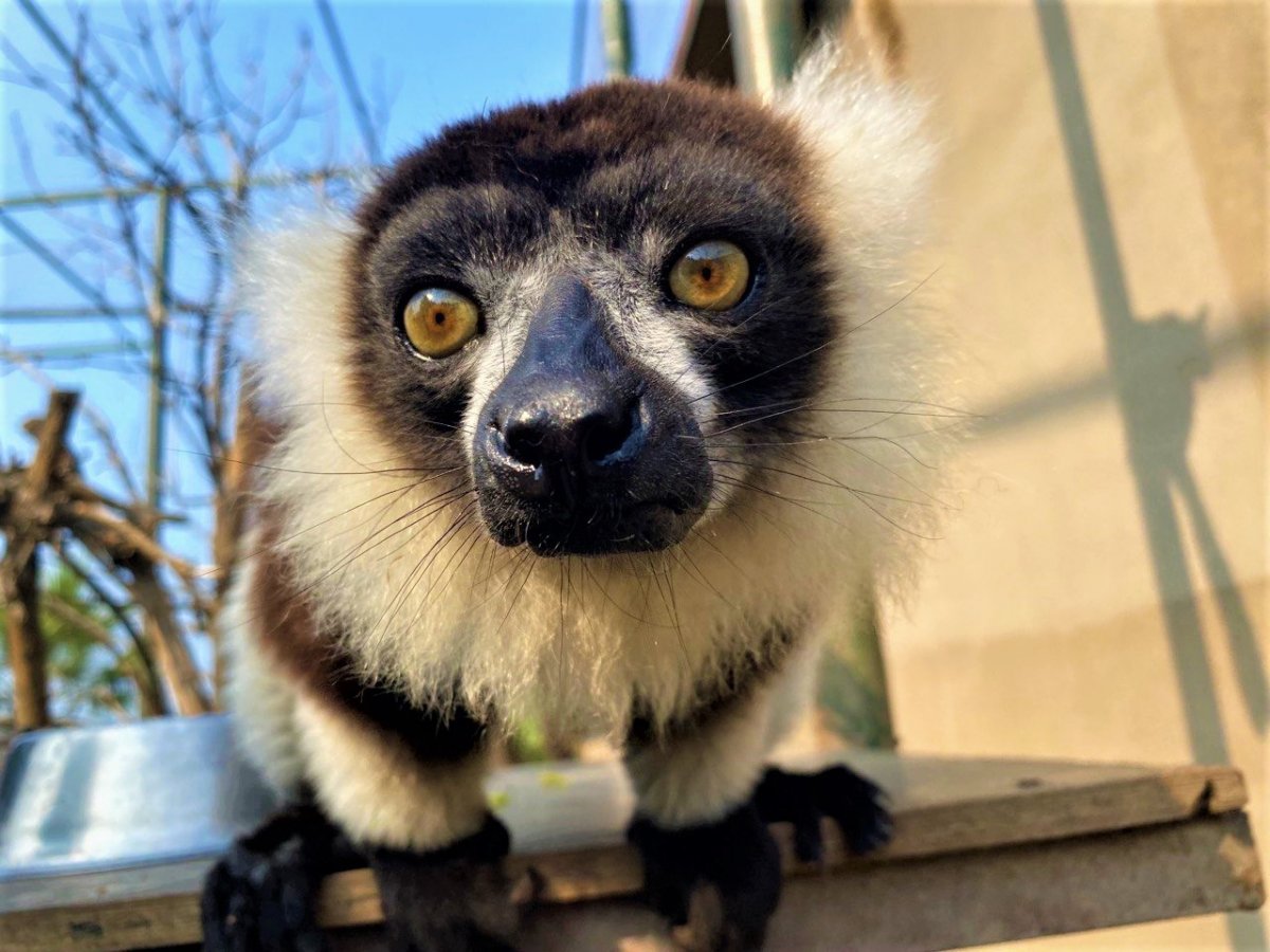 lemur 495
