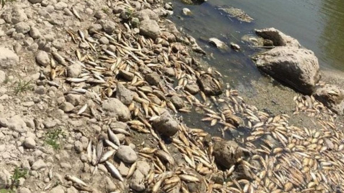 Su seviyesinin azaldığı Asi Nehri'nde balıklar öldü