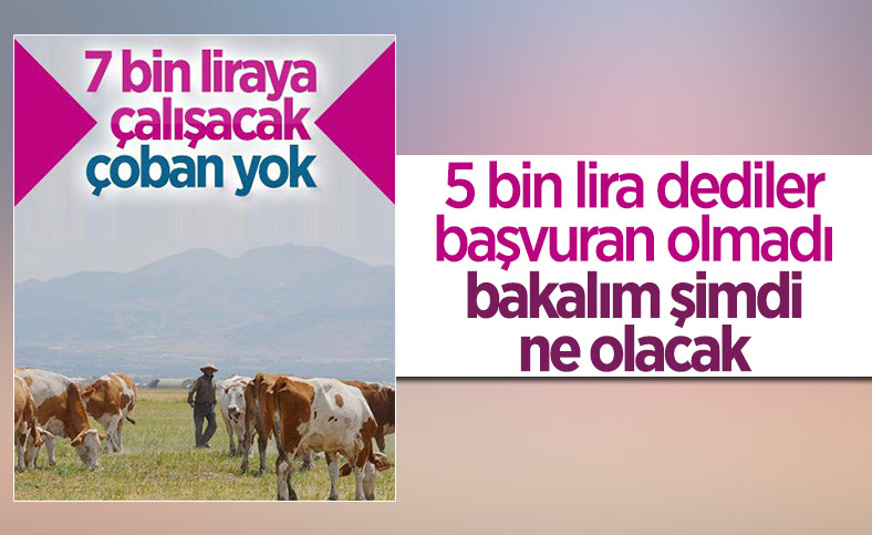 Erzurum'da çoban sıkıntısı: 7 bin lirayı beğenmiyorlar