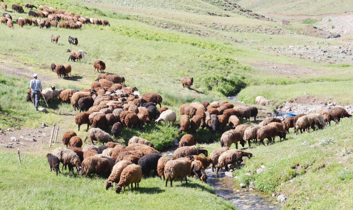 Erzurum da çoban sıkıntısı: 7 bin lirayı beğenmiyorlar #1