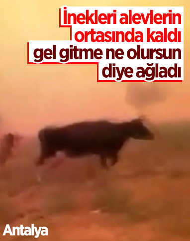 Antalya'da inekleri alevlerin ortasında kalan adamın yürek yakan feryadı