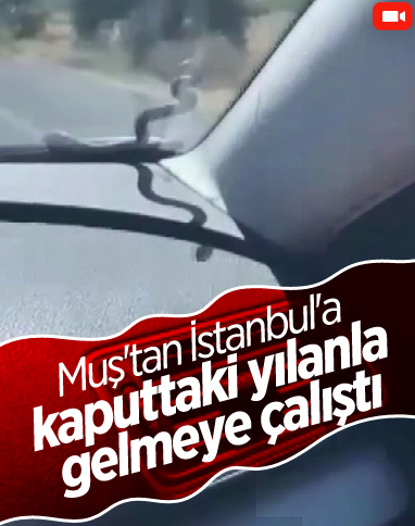 Muş'tan İstanbul'a giderken, araçlarından yılan çıktı