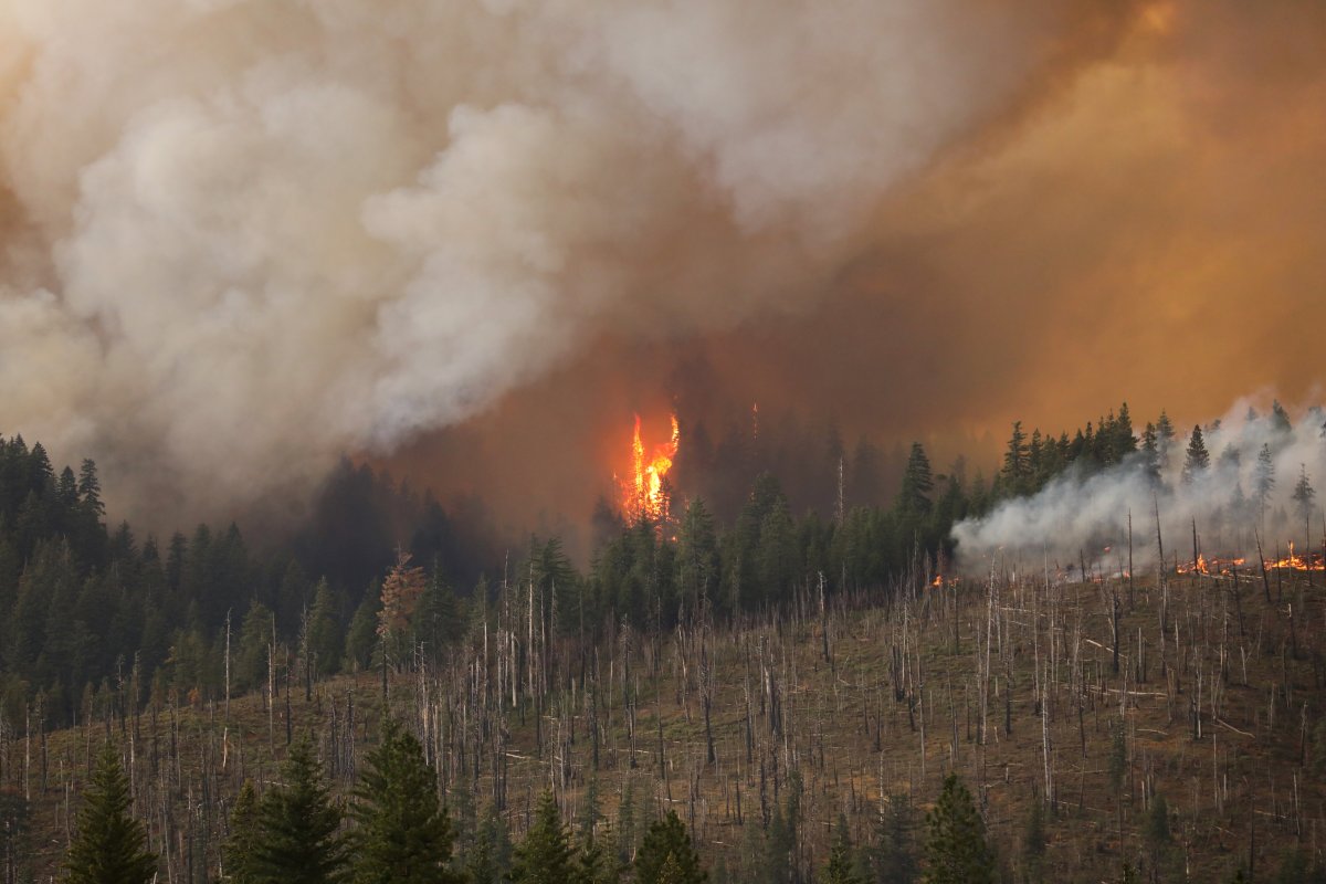 Forest fires continue in the USA #9