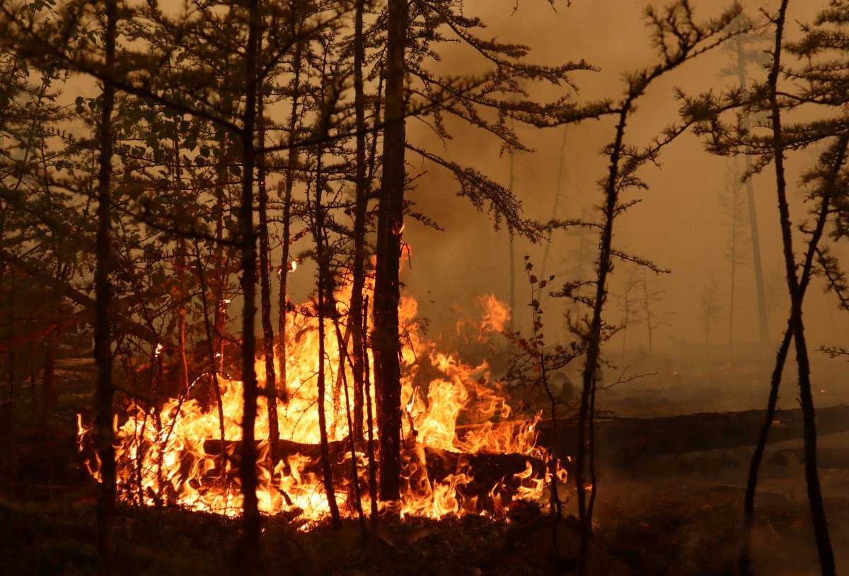 Forest fire in Russia #1