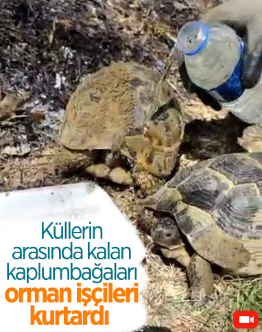 Osmaniye’de yangın bölgesinde kaplumbağalar suyla serinletildi 