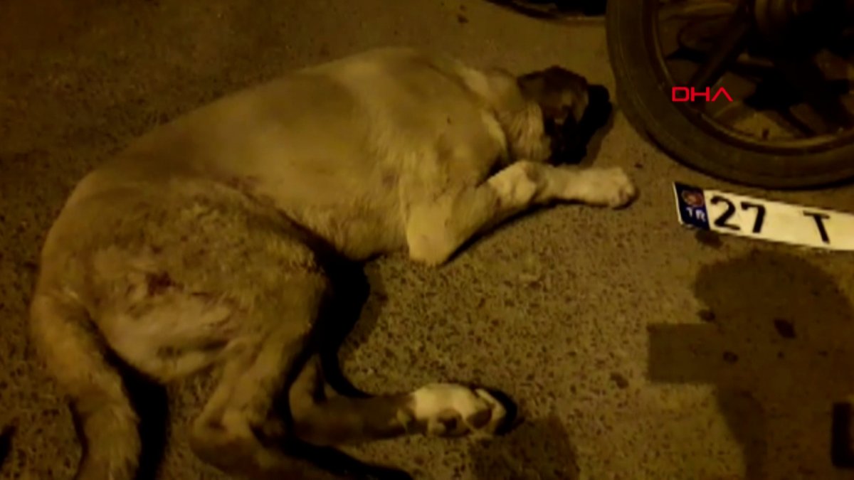 Gaziantep’te köpek saldırısına uğrayan çocuğun bacağına 10