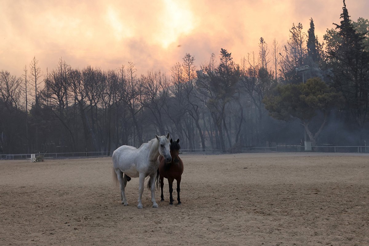 New forest fires added in Greece #15