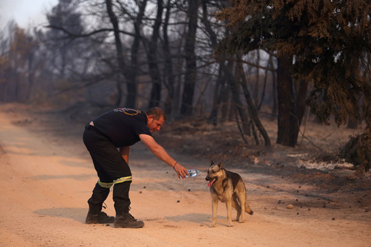 New forest fires added in Greece #16