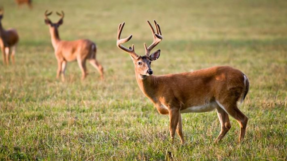 40% of wild deer in the US have coronavirus #1