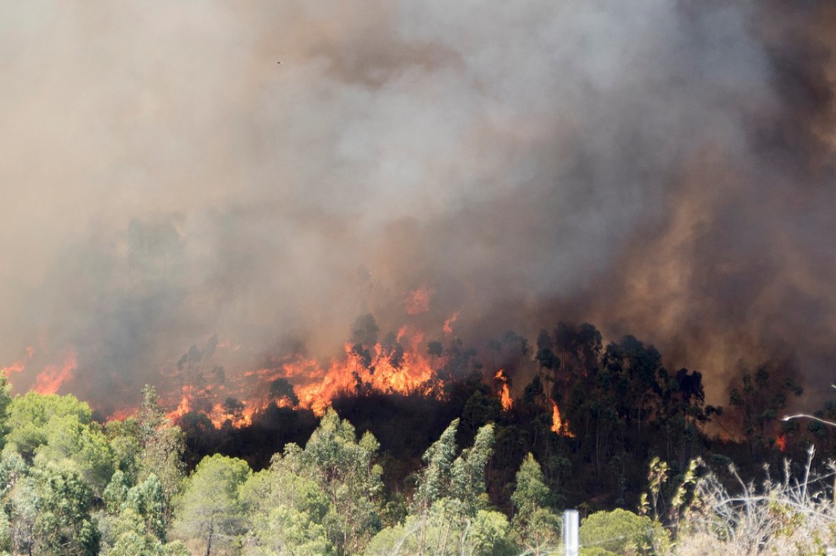 Orman yangınını söndürmek kadar hayati olan işlem: Soğutma #1
