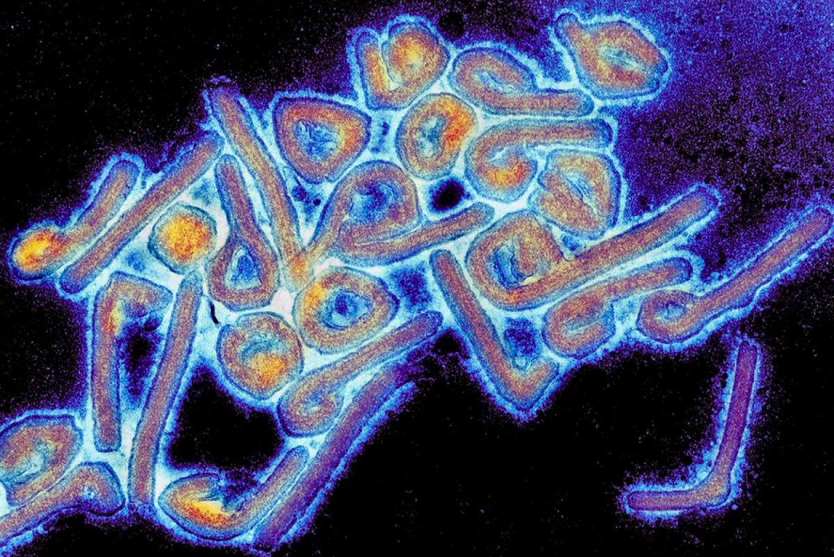 Marburg Humması virüsü Gine de görüldü #1