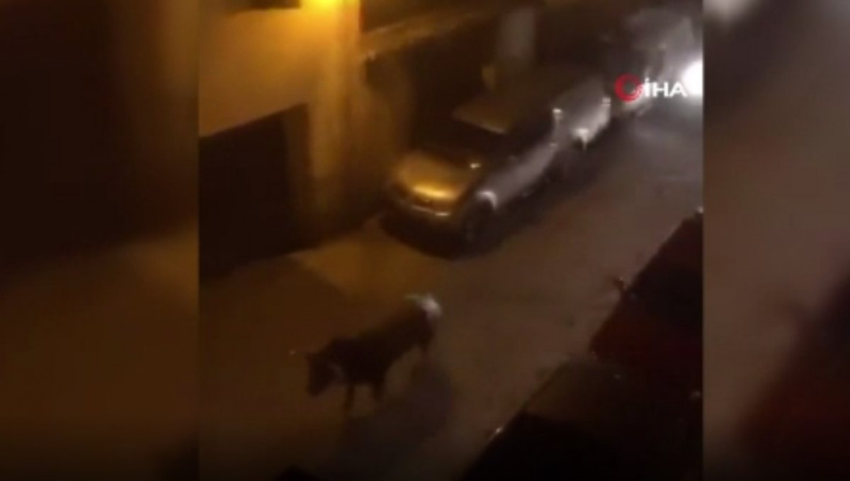 They killed the bull running in Spain by hitting it with a vehicle #2