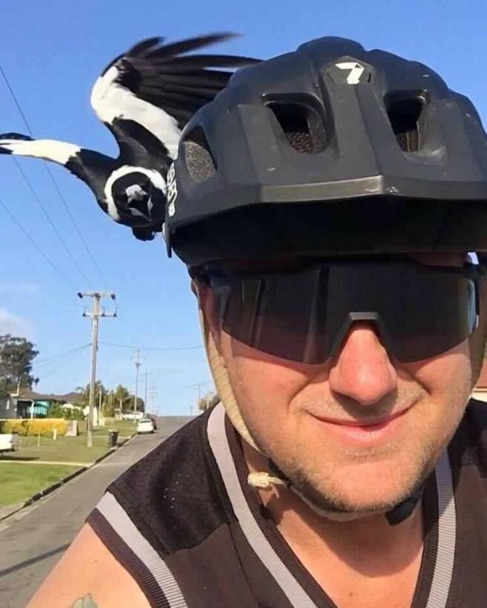 Avustralya’da 5 aylık bebek saksağan saldırısında yaşamını Avustralya’da 5 aylık bebek saksağan saldırısında yaşamını