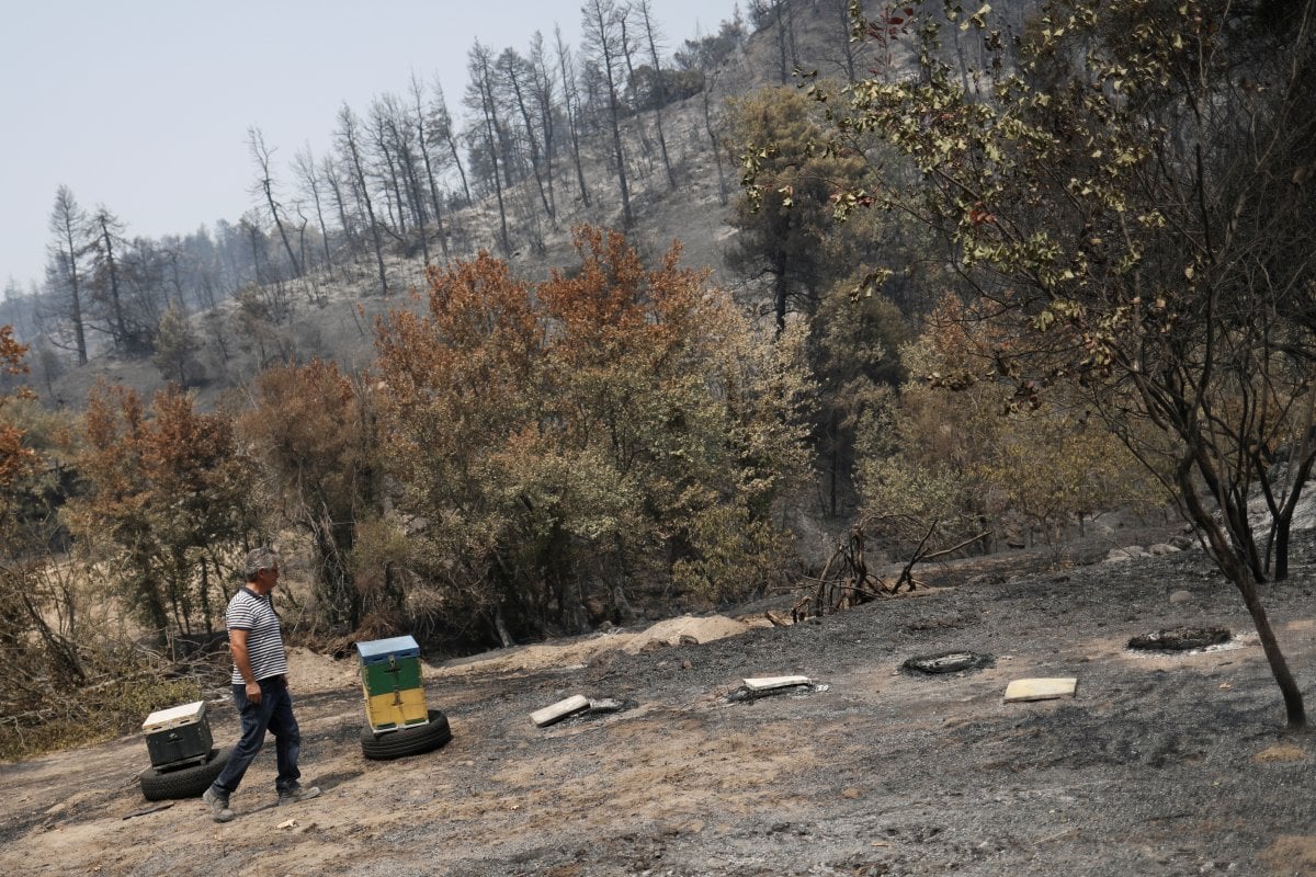 Yunanistan ın Eğriboz Adası nda yangın öncesi ve sonrası #2