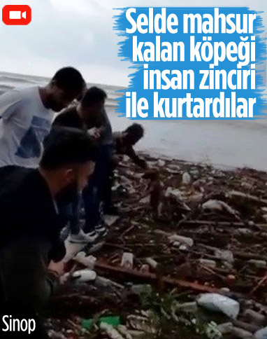 Sinop'ta selde mahsur kalan köpeği insan zinciri ile kurtardılar