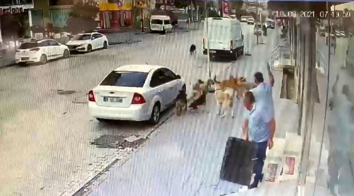 Osmaniye’de sokak köpeklerinin kavgası esnafı korkuttu  #2