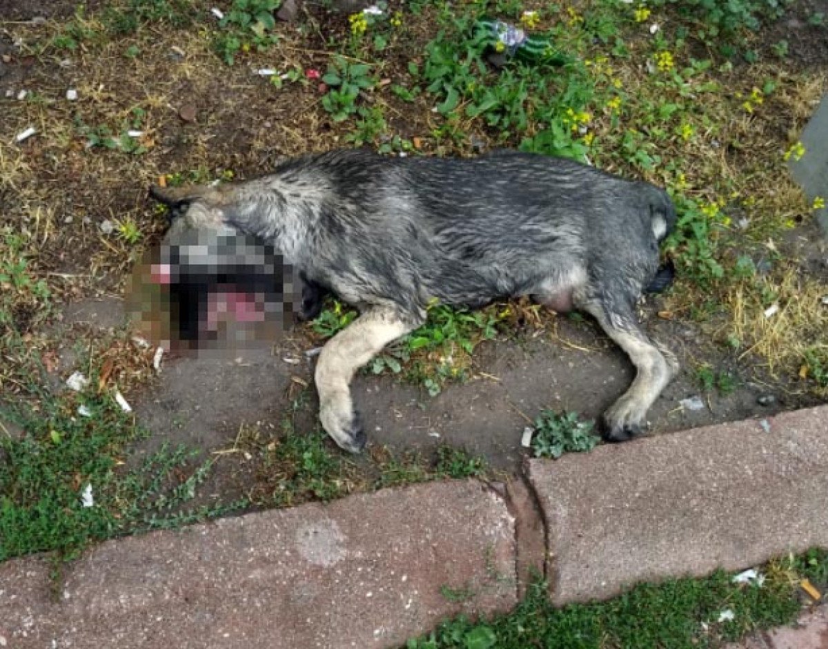 Kayseri de gözleri oyulmuş ölü köpek bulundu #2