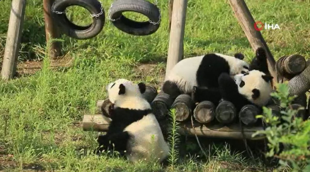 Baby pandas play in China #3