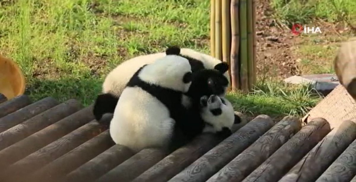 Baby pandas play in China #2